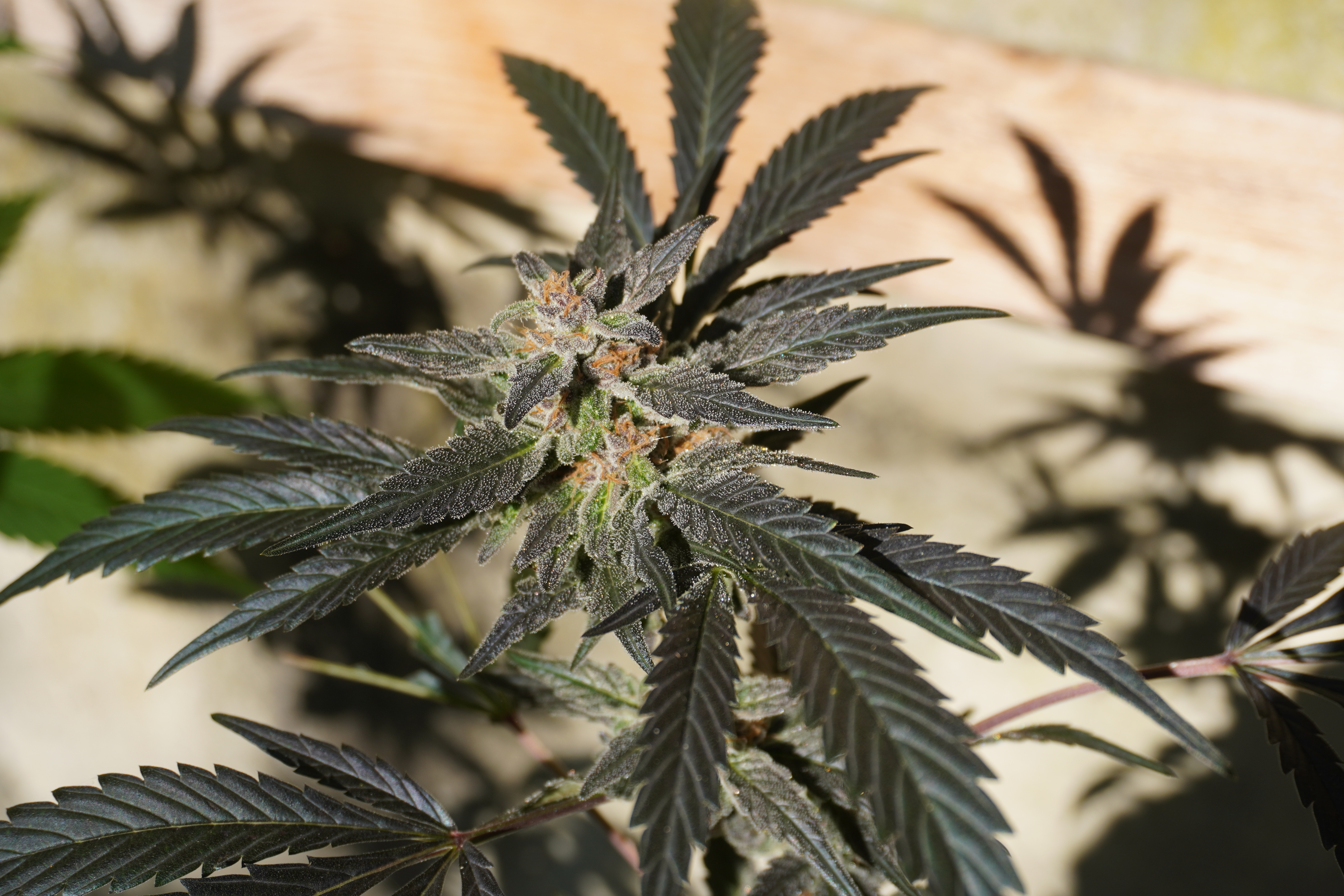 Salamanca Silver F1 10 Samen