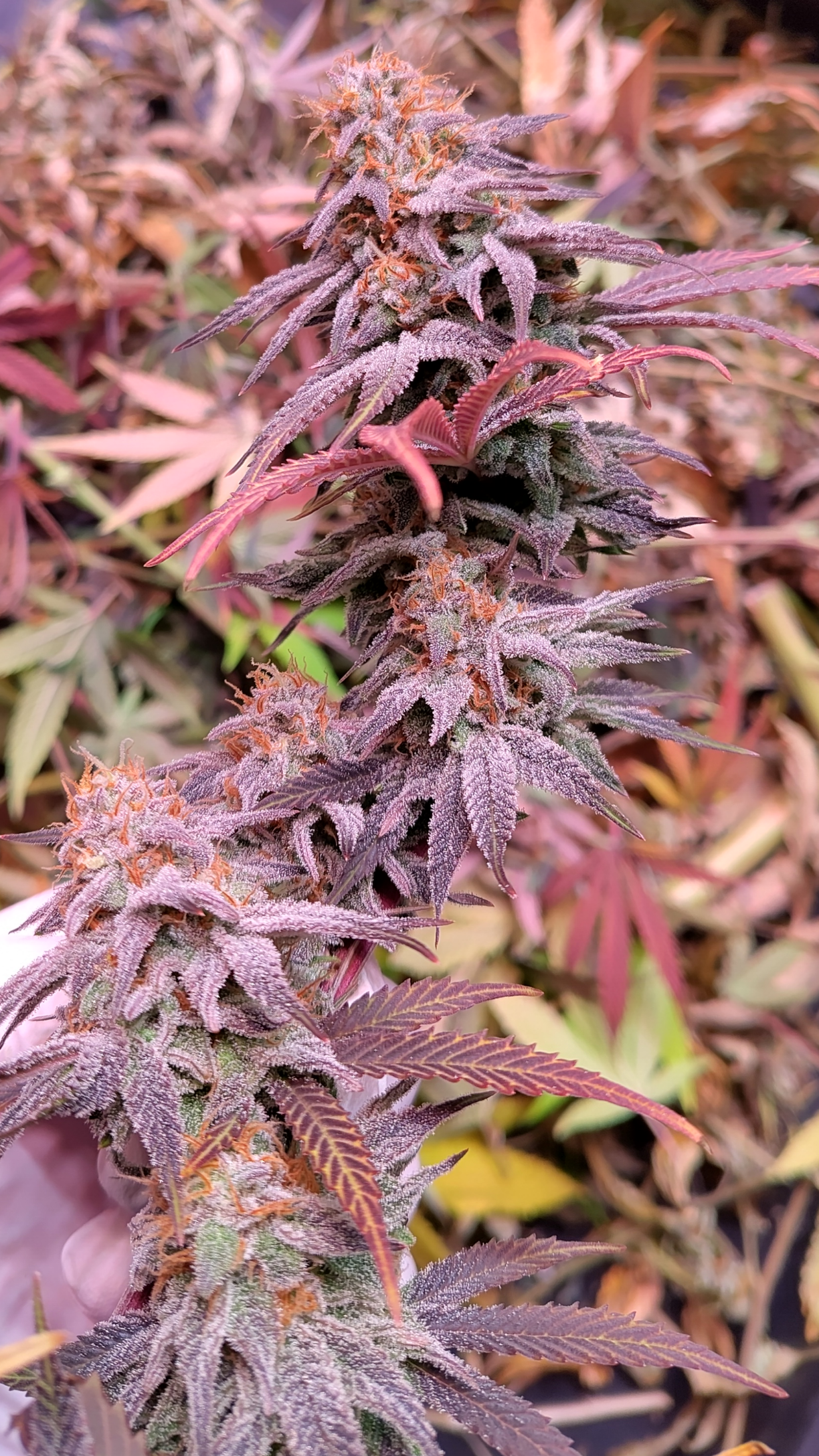 Salamanca Silver F1 10 Samen